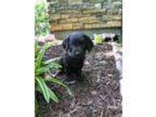 Boykin Spaniel Puppy for sale in Due West, SC, USA