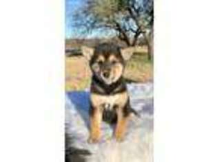 Shiba Inu Puppy for sale in Santo, TX, USA