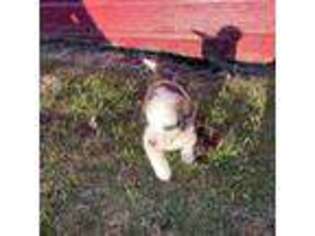 Saint Bernard Puppy for sale in Broadalbin, NY, USA