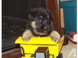 German Shepherd Dog Puppy for sale in HINCKLEY, MN, USA