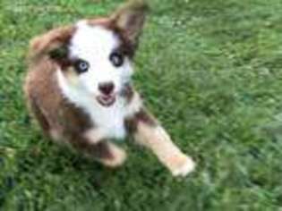 Miniature Australian Shepherd Puppy for sale in Morgantown, WV, USA