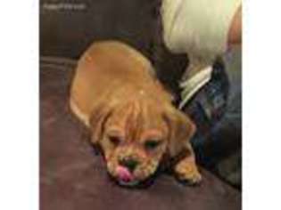 Bulldog Puppy for sale in Portage, MI, USA