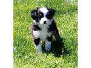 Miniature Australian Shepherd Puppy for sale in Hamptonville, NC, USA