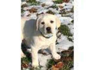 Labrador Retriever Puppy for sale in Perry, MI, USA