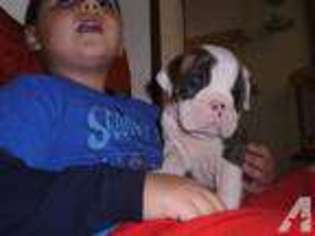 Bulldog Puppy for sale in DOVER, OH, USA