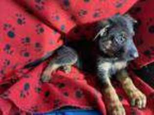 German Shepherd Dog Puppy for sale in Surprise, AZ, USA