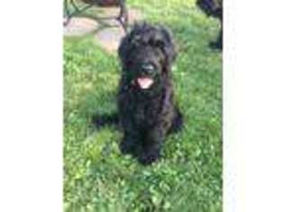 Black Russian Terrier Puppy for sale in Massapequa, NY, USA