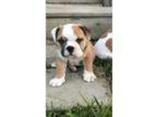 Bulldog Puppy for sale in Stanton, KY, USA