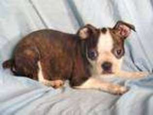 Boston Terrier Puppy for sale in Woodbine, MD, USA