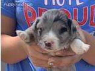 Mutt Puppy for sale in Junction, UT, USA