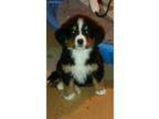 Bernese Mountain Dog Puppy for sale in Pittsboro, IN, USA