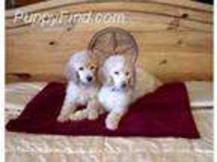 Labradoodle Puppy for sale in Baltimore, MD, USA