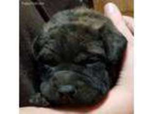 Bullmastiff Puppy for sale in Malvern, AR, USA
