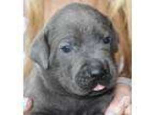 Cane Corso Puppy for sale in PEMBROKE PINES, FL, USA