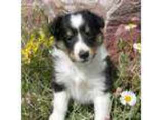Shetland Sheepdog Puppy for sale in Colorado Springs, CO, USA