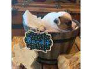 Jack Russell Terrier Puppy for sale in West Point, TX, USA