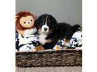 Bernese Mountain Dog Puppy for sale in Greenwood, IN, USA