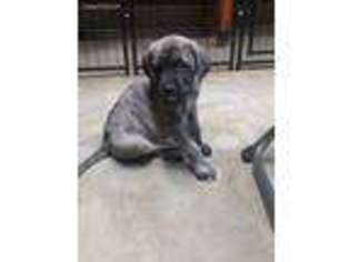 Mastiff Puppy for sale in Warsaw, OH, USA