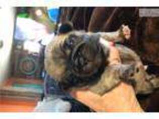 Pug Puppy for sale in Lincoln, NE, USA