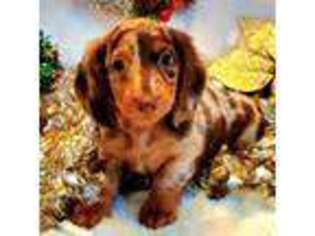 Dachshund Puppy for sale in Sartell, MN, USA