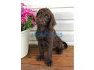 Labradoodle Puppy for sale in Fordland, MO, USA