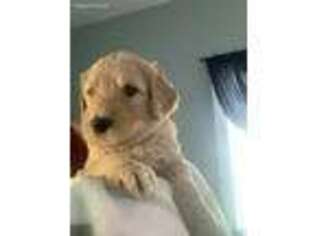 Goldendoodle Puppy for sale in Midlothian, IL, USA