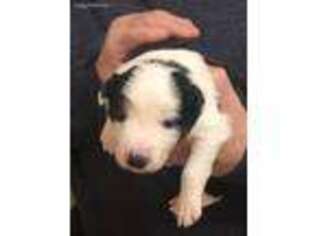 Border Collie Puppy for sale in Oakville, CT, USA