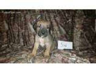 Mutt Puppy for sale in Willcox, AZ, USA