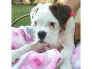 Boxer Puppy for sale in Goldendale, WA, USA