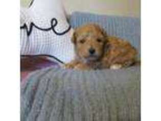 Mutt Puppy for sale in Marble Falls, AR, USA