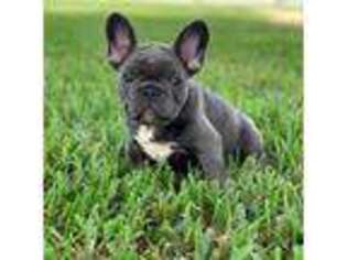 French Bulldog Puppy for sale in Vilas, NC, USA