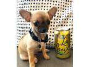 Chihuahua Puppy for sale in Monterey, CA, USA