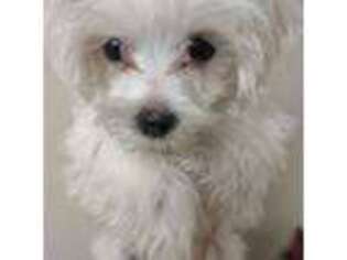 Maltese Puppy for sale in Pikeville, TN, USA