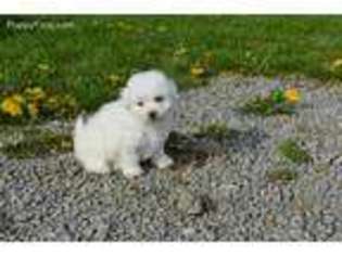 Bichon Frise Puppy for sale in Fredericksburg, OH, USA
