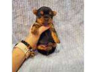 Yorkshire Terrier Puppy for sale in Chehalis, WA, USA