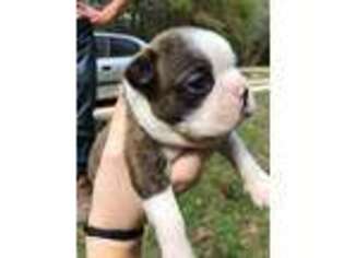 Boston Terrier Puppy for sale in Bronson, FL, USA