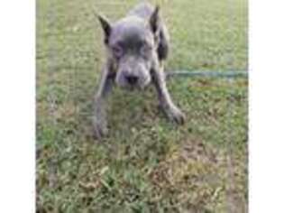 Cane Corso Puppy for sale in Lutz, FL, USA