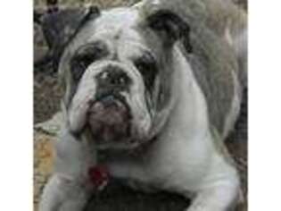 Olde English Bulldogge Puppy for sale in Tenino, WA, USA