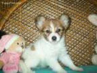 Papillon Puppy for sale in Newberry, IN, USA