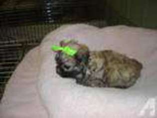 Mutt Puppy for sale in SEALY, TX, USA