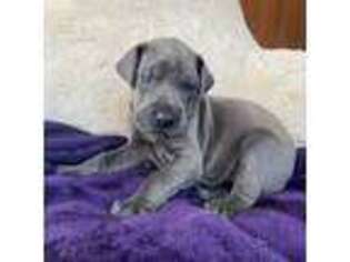 Great Dane Puppy for sale in Plainfield, IL, USA