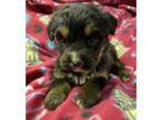 Mutt Puppy for sale in Barnard, SD, USA