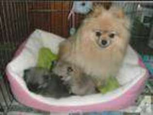 Pomeranian Puppy for sale in LYLE, WA, USA