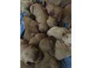 Golden Retriever Puppy for sale in Hoschton, GA, USA