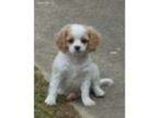 Cavapoo Puppy for sale in Simpsonville, SC, USA