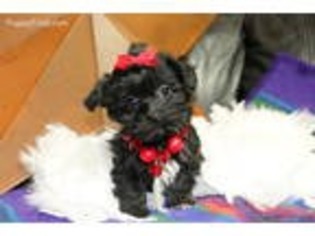 Havanese Puppy for sale in Leedey, OK, USA
