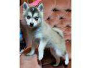 Alaskan Klee Kai Puppy for sale in Mountain Home, ID, USA