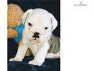 Bulldog Puppy for sale in Columbia, MO, USA