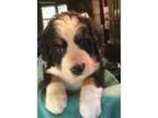 Bernese Mountain Dog Puppy for sale in Anna, TX, USA