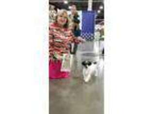 Jack Russell Terrier Puppy for sale in Pinckney, MI, USA
